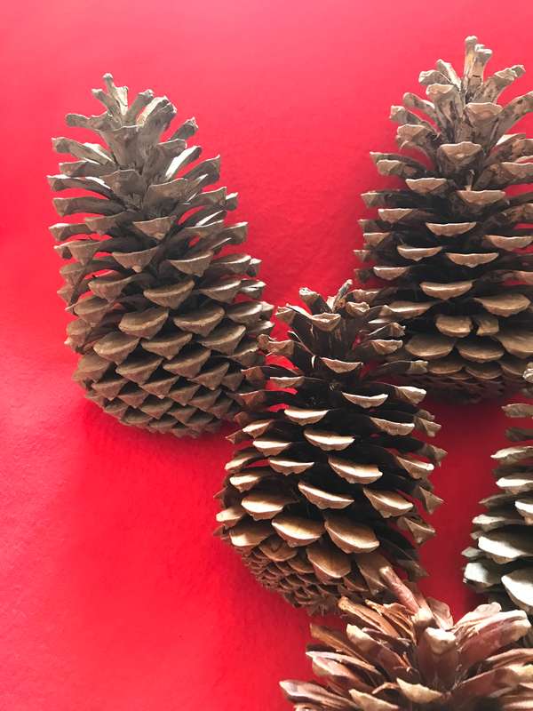 10 Pine cones