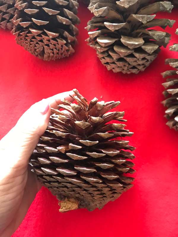 10 Pine cones