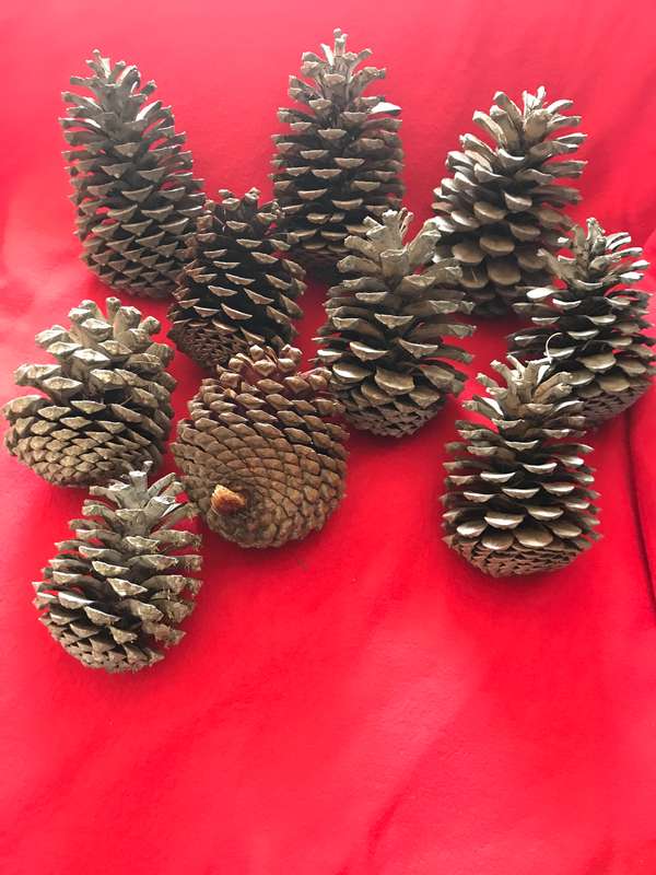 10 Pine cones