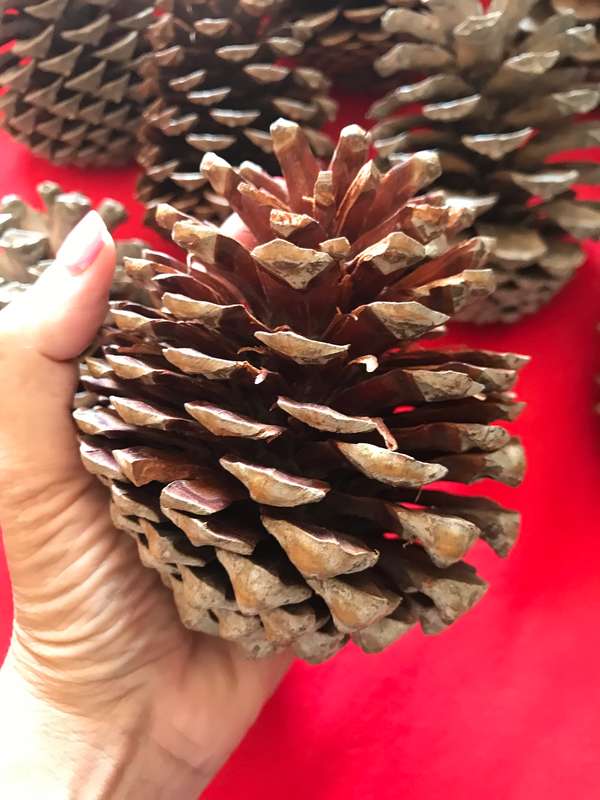 10 Pine cones