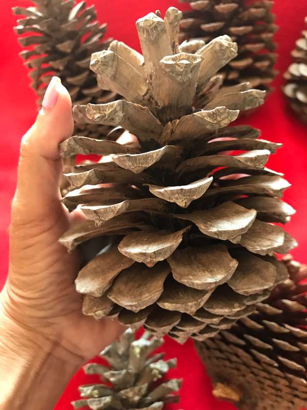 10 Pine cones