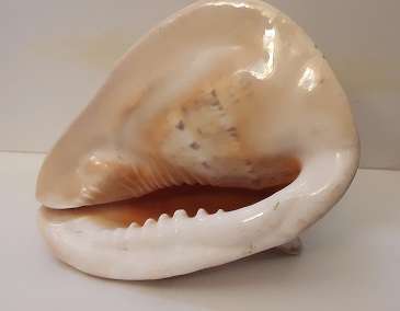 Large Sea Shell 23 cm x 20 cm x 20 cm
