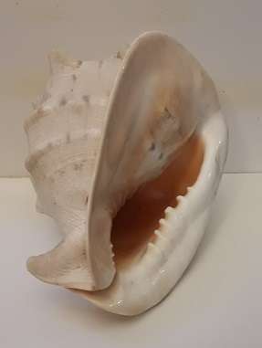 Large Sea Shell 23 cm x 20 cm x 20 cm
