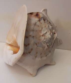 Large Sea Shell 23 cm x 20 cm x 20 cm