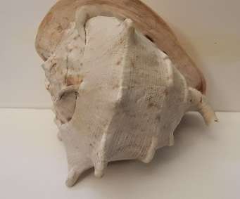 Large Sea Shell 23 cm x 20 cm x 20 cm