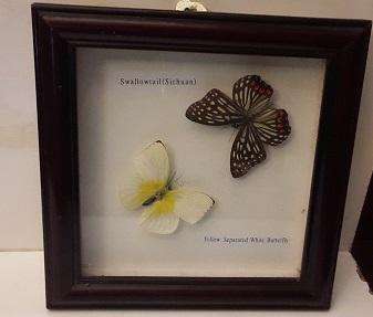 Framed Butterfly Wall Decor 20 cm