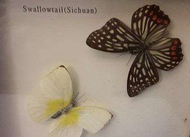 Framed Butterfly Wall Decor 20 cm