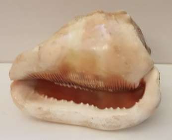 Sea Shell 12 cm