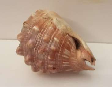 Sea Shell 12 cm