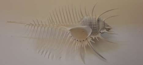 Sea Shell 14 cm