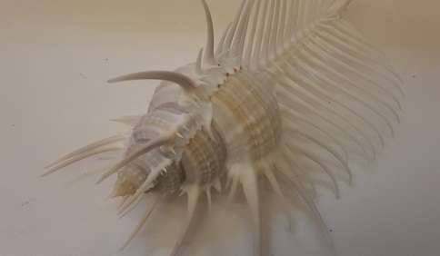Sea Shell 14 cm