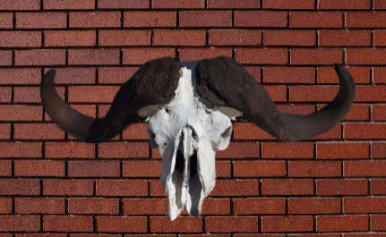 Buffalo Horn with Scull - Size each Horn 70 cm  - collection only