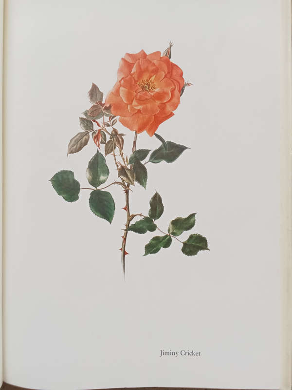 The Glory of the Rose - Lotte Günthart