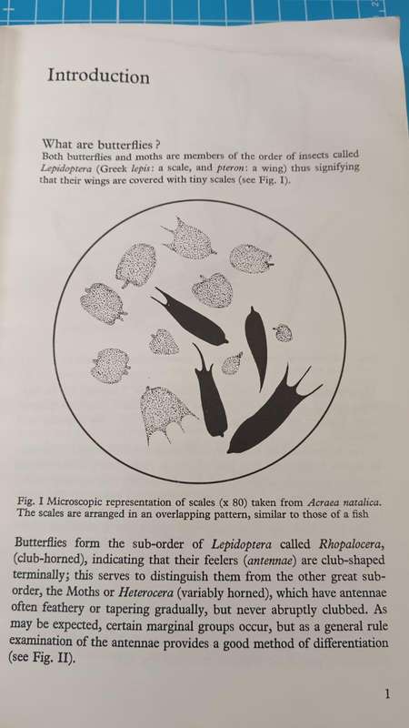 Butterflies of Zimbabwe