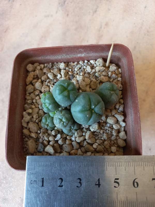 Lophophora williamsii Caespitosa 9 pups