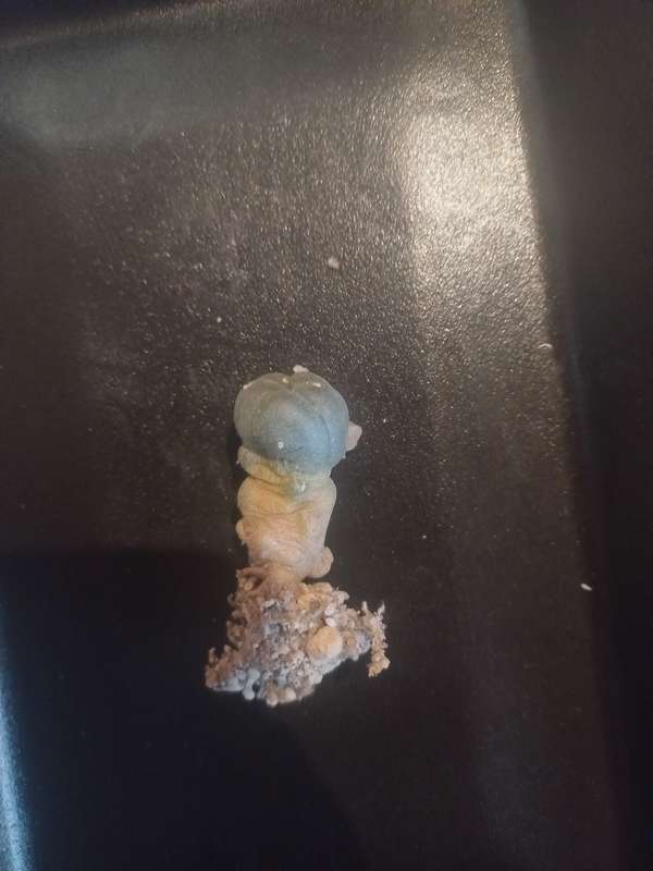 Lophophora williamsii Caespitosa