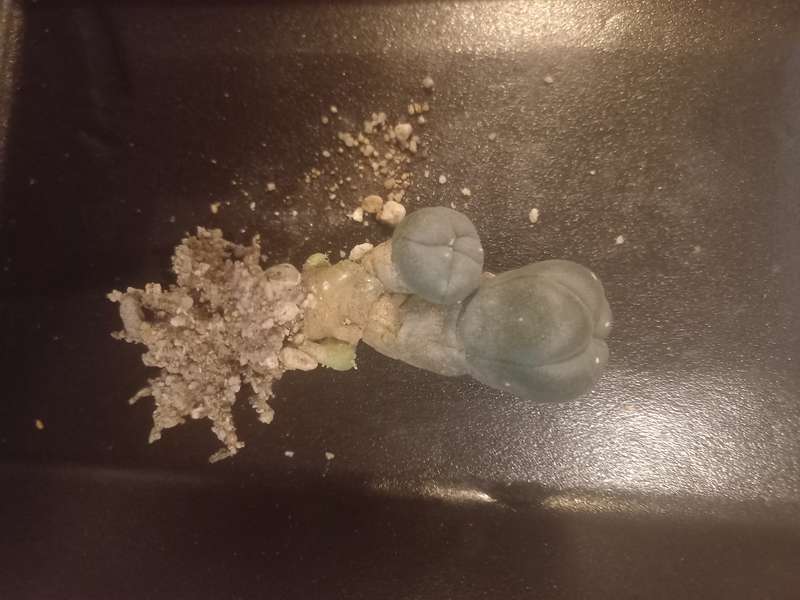 Lophophora williamsii Caespitosa