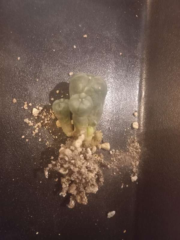 Lophophora williamsii Caespitosa