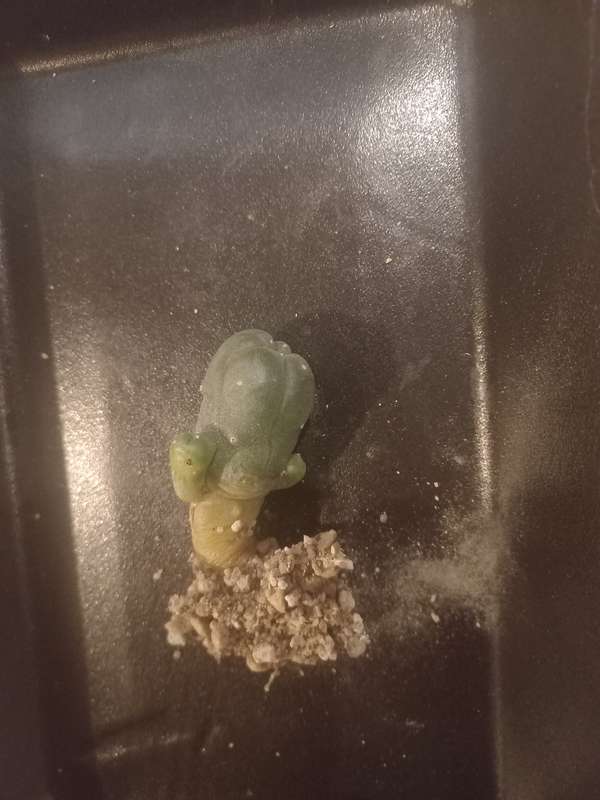 Lophophora williamsii Caespitosa