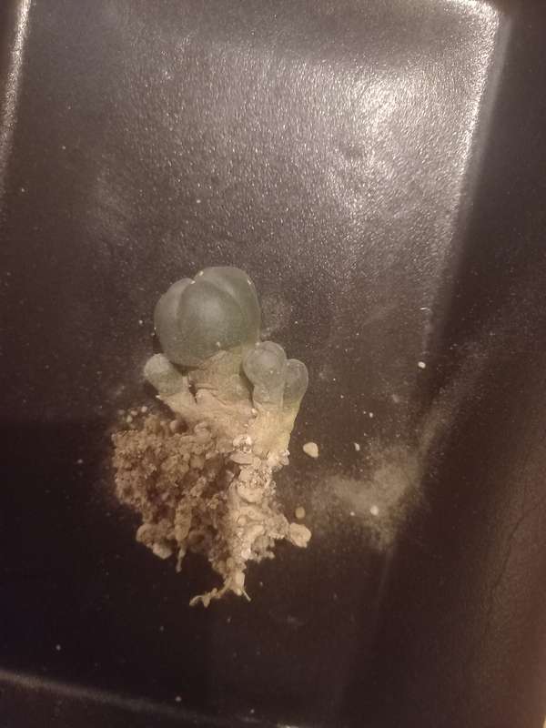 Lophophora williamsii Caespitosa