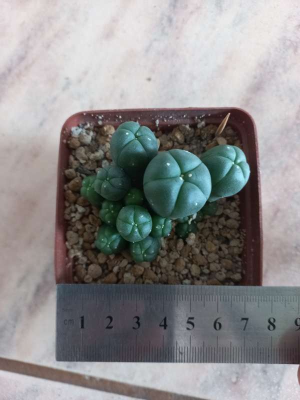 Lophophora williamsii Caespitosa 16 pups