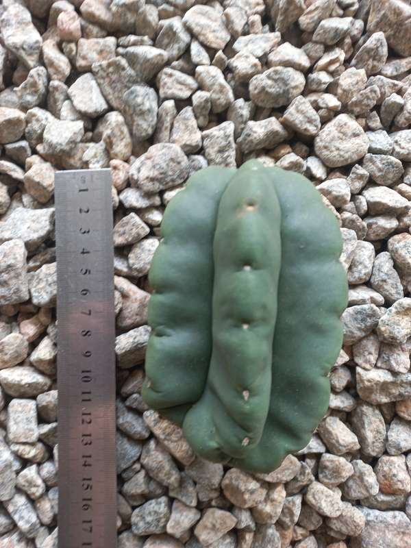 Trichocereus scopulicola