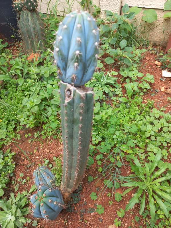 Icaros DNA Peruvian torch cactus cuttings