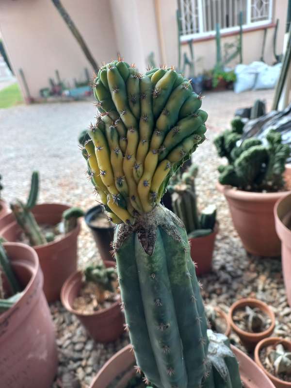 Variegated San pedro cactus crest cutting