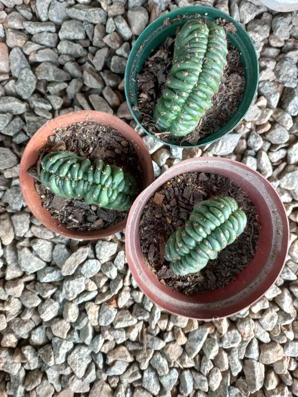 Trichocereus peruvianus crest rooted