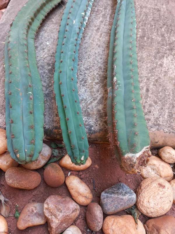 3x 30cm Peruvian torch cactus cuttings with tip