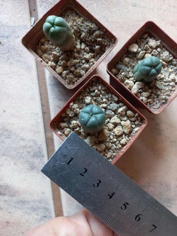 Lophophora williamsii Caespitosa 1cm diameter