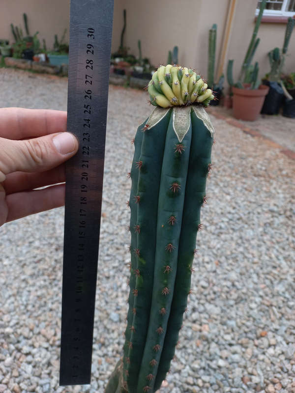 Variegated San pedro cactus crest grafted