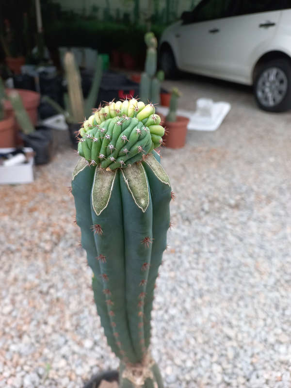 Variegated San pedro cactus crest grafted