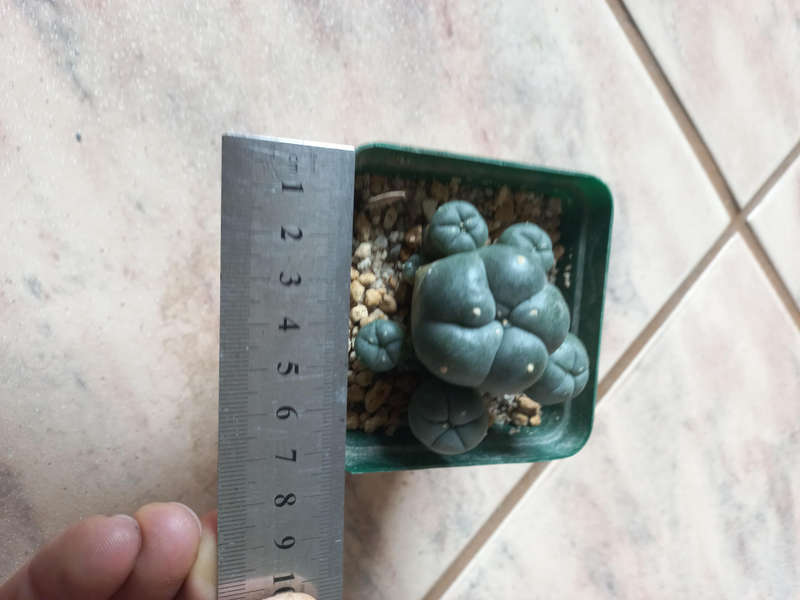Lophophora williamsii Caespitosa 9 pups