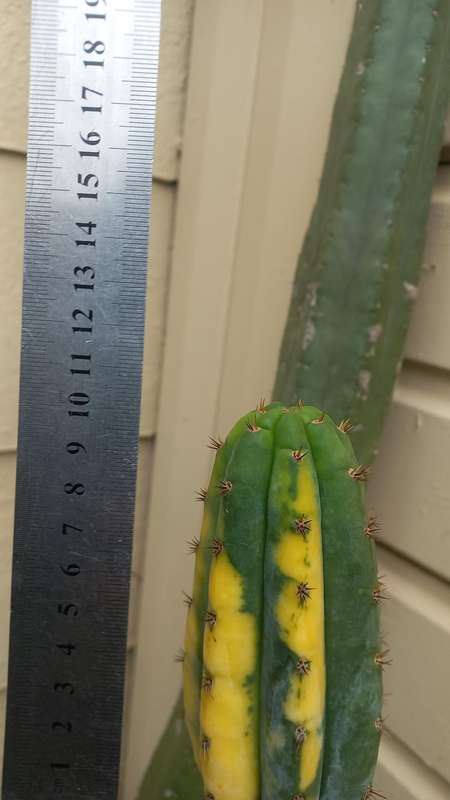 Variegated San pedro cactus cutting 10cm