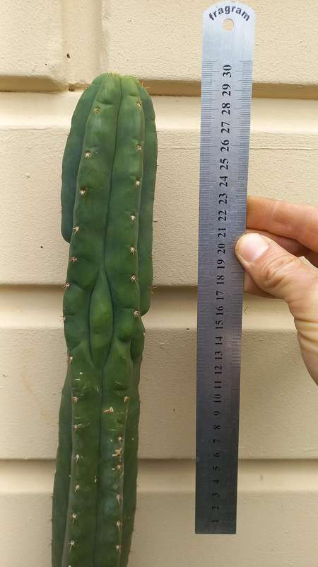 Trichocereus peruvianus monstrose 40cm