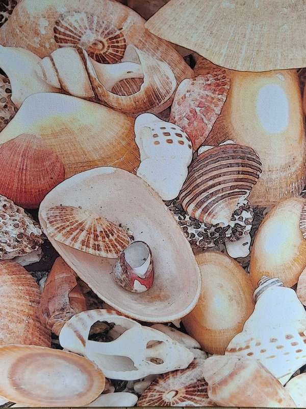 Beautiful print of original photo by Namibian photographer - Shells - Canvas Blocked
