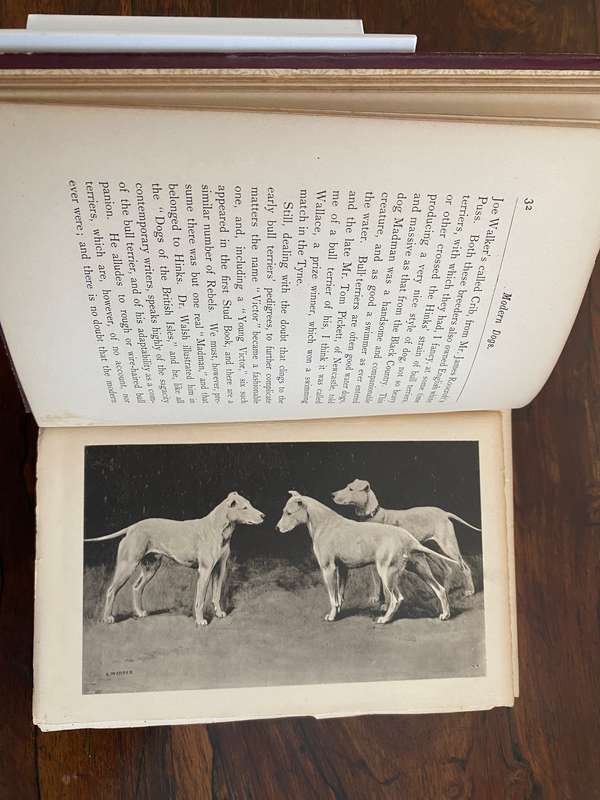 Modern Dogs (Terriers) 1896 - New Edition, by Rawson B Lee. Hardcover. V G  age related condition