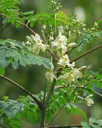 Moringa leaf powder organic gel capsules x120