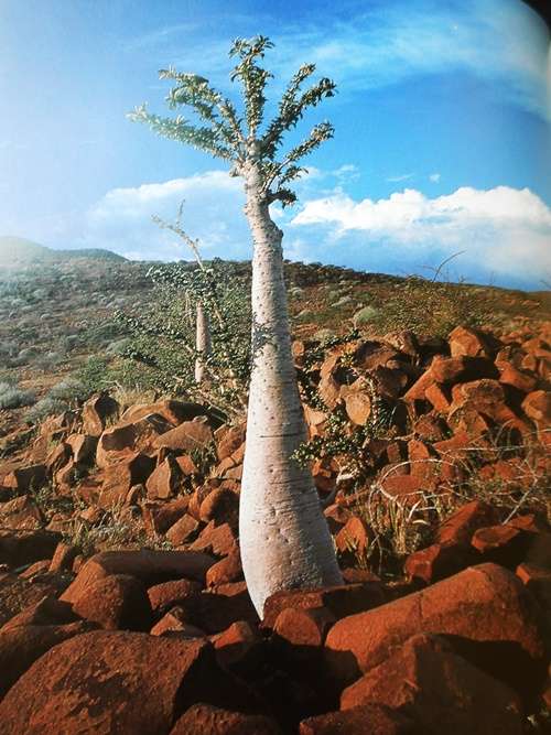 Namibia- A Thirstland Wilderness - Lambrechts