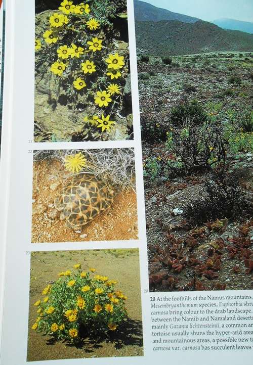 Namibia- A Thirstland Wilderness - Lambrechts