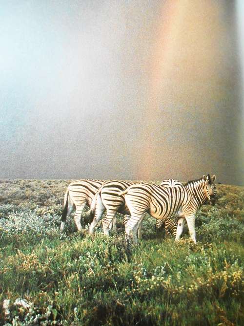 Namibia- A Thirstland Wilderness - Lambrechts
