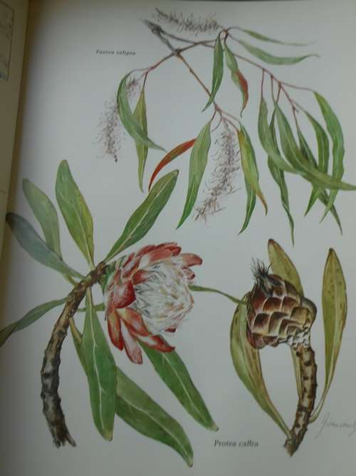 Trees and Shrubs of the Witwatersrand, Magaliesberg and Pilansberg - Signed Copy
