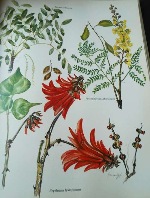 Trees and Shrubs of the Witwatersrand, Magaliesberg and Pilansberg - Signed Copy