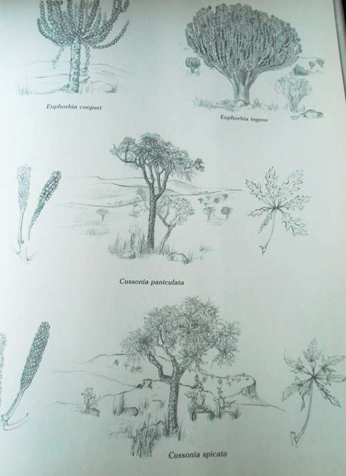Trees and Shrubs of the Witwatersrand, Magaliesberg and Pilansberg - Signed Copy