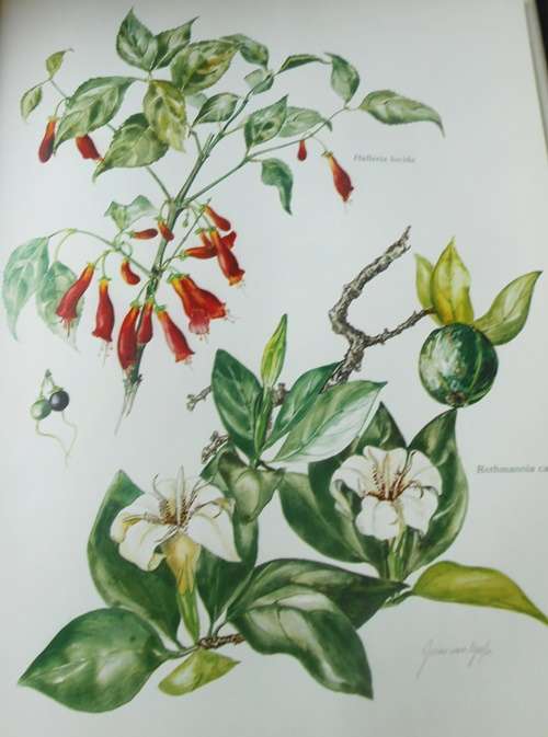 Trees and Shrubs of the Witwatersrand, Magaliesberg and Pilansberg - Signed Copy