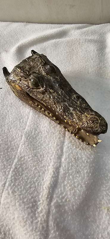 VINTAGE ALLIGATOR HEAD TAXIDERMY WITH MARBLE GLASS EYE