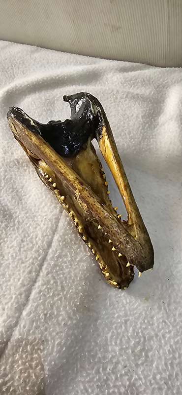 VINTAGE ALLIGATOR HEAD TAXIDERMY WITH MARBLE GLASS EYE