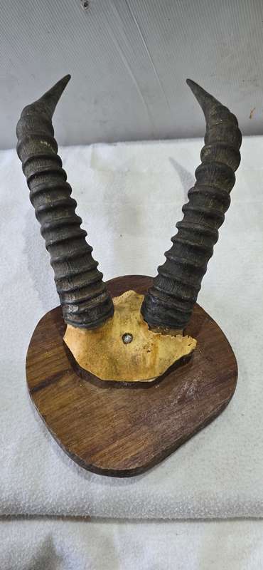 SPRINGBOK TAXIDERMY HORNS