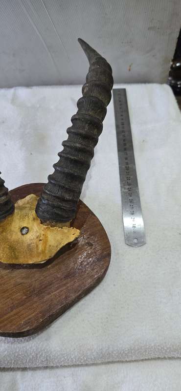 SPRINGBOK TAXIDERMY HORNS